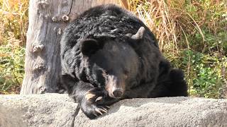 Japanese black bear BearBear (MISAKI KOEN Amusement Park, Osaka, Japan) January 19, 2020