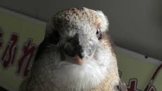 ワライカワセミ (めっちゃおもろい動物園) 2021年10月7日