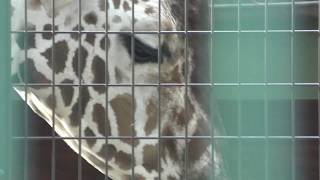 Reticulated giraffe (Kiryugaoka Zoo, Gunma, Japan) October 9, 2017
