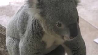 Koala Feeding time (Kanazawa Zoological Gardens, Kanagawa, Japan) November 26, 2017