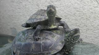 Chinese three-keeled pond turtle