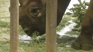 Eastern black rhinoceros (Yokohama Zoological Gardens 