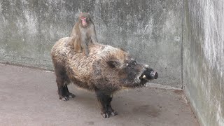 ニホンイノシシ　Wild boar (japanese)