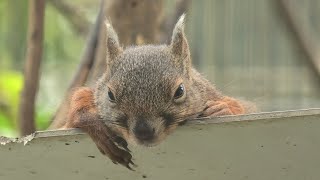 Japanese squirrel (TOBU ZOO, Saitama, Japan) September 18, 2020