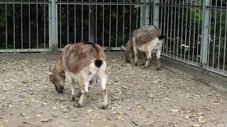 Tokara goat (UTSUBUKI Park Small Zoo, Tottori, Japan) November 28, 2019