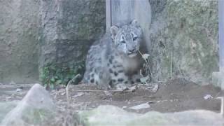 Baby Snow leopard (Tama Zoological Park, Tokyo, Japan) November 12, 2017
