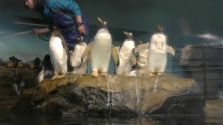 ジェンツーペンギン と キタイワトビペンギン (男鹿水族館GAO) 2019年4月11日