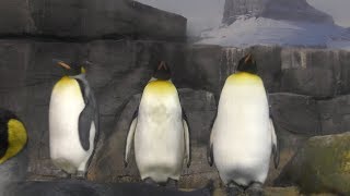 Three King penguin (YokohamaHakkeijima Seaparadise, Kanagawa, Japan) April 14, 2018