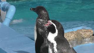 Humboldt penguin (Oji Zoo, Hyogo, Japan) September 16, 2018