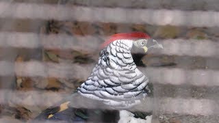 Lady Amherst's Pheasant (Kumamoto Zoo, Kumamoto, Japan) April 18, 2019