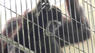 Lar Gibbon (Kagoshima City Hirakawa Zoological Park, Kagoshima, Japan) July 29, 2018
