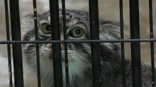 Manul Squirrel (Oji Zoo, Hyogo, Japan) August 11, 2023