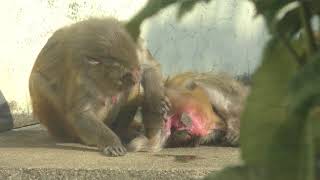 Rhesus macaque (Kyoto City Zoo, Kyoto, Japan) November 5, 2017