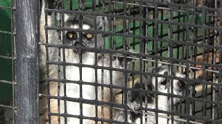 Ring-tailed lemur (Shirotori ZOO, Kagawa, Japan) March 1, 2019