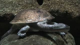 Roti Island snake-necked turtle (Higashiyama Zoo and Botanical Gardens, Aichi, Japan) July 22, 2021