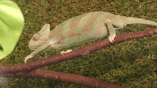 Veiled chameleon (Urayasu Traffic Park, Chiba, Japan) August 4, 2023