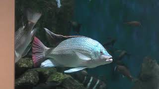タンガニーカ湖の魚 (世界淡水魚園水族館 アクア・トト ぎふ) 2019年1月25日