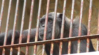 チンパンジー の『ロメオ』と『キンコ』 (周南市徳山動物園) 2018年5月19日