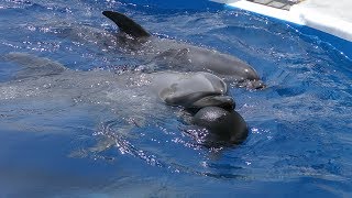 Bottlenose Dolphin (Kujukushima Aquarium UMI KIRARA, Nagasaki, Japan) April 22, 2019