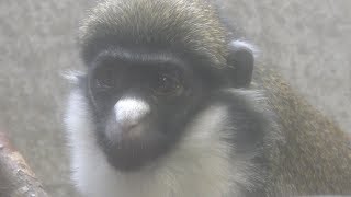 Buettikofer's Guenon (Japan Monkey Centre, Aichi, Japan) January 20, 2019