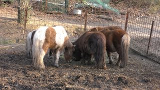 Miniature horse (Shibukawa animal park, Okayama, Japan) February 26, 2019