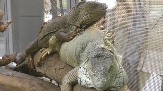 Reptiles house(Okinawa Zoo & Museum, Okinawa, Japan) May 13, 2019