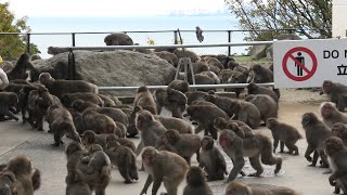Japanese macaque Feeding Time (Takasakiyama Natural Zoo, Oita, Japan) December 5, 2019