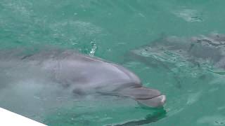 Bottlenose Dolphin & Pacific White-sided Dolphin (Kamogawa Seaworld, Chiba, Japan) June 16, 2018