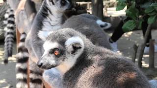 Ring-tailed lemur (KOBE ANIMAL KINGDOM, Hyogo, Japan) June 24, 2020
