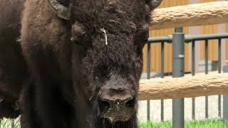 American bison (Higashiyama Zoo and Botanical Gardens, Aichi, Japan) July 22, 2021