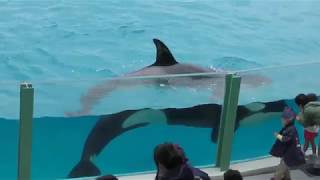 Killer Whale (Kamogawa Seaworld, Chiba, Japan) June 16, 2018