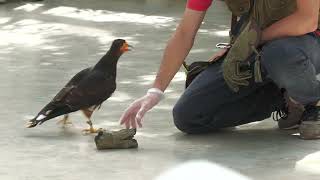 アンデスカラカラ の バードショー (掛川花鳥園) 2022年7月30日