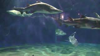 巨大鮫の水槽 (アクアワールド茨城県大洗水族館) 2017年10月21日