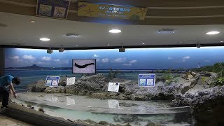 イノーの生き物たち (沖縄美ら海水族館) 2019年5月10日