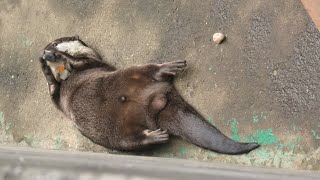 Asian short-clawed otter (CHIKOZAN PARK ZOO, Saitama, Japan) September 19, 2020