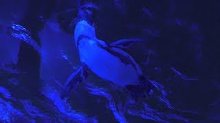 Penguin in the Night Sky (Sunshine Aquarium, Tokyo, Japan) November 12, 2017