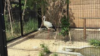 Japanese white stork (Toyohashi Zoo and Botanical Park, Aichi, Japan) August 5, 2017