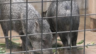 Collared Peccary (Ueno Zoological Gardens, Tokyo, Japan) September 11, 2020