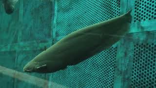 イワトコナマズ (琵琶湖博物館) 2021年10月7日