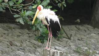 Yellow-billed Stork (Neo Park Okinawa, Okinawa, Japan) May 9, 2019