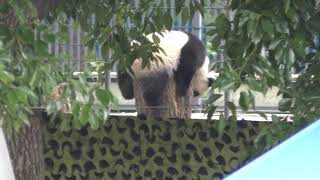 Giant panda (Ueno Zoological Gardens, Tokyo, Japan) May 13, 2018