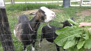 Goat (VIVA ALPACA FARM, Hokkaido, Japan) June 19, 2019