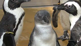 ケープペンギン (久留米市鳥類センター) 2019年4月19日