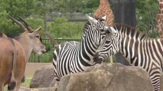 Grant's zebra (Yokohama Zoological Gardens 