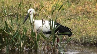 Japanese white stork & (Hyogo Park of the Oriental White Stork, Hyogo, Japan) November 26, 2019