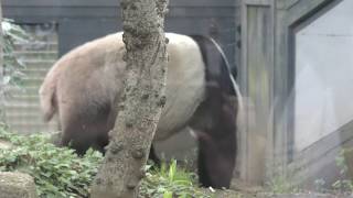 ジャイアントパンダ の『リーリー』 (上野動物園) 2018年5月13日