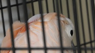 オオバタン の『オージロー』 (京都市動物園) 2020年9月1日