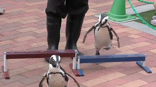 ペンギンパフォーマンス ～障害物競走～ (アクアパーク品川) 2017年9月30日 2017年9月30日
