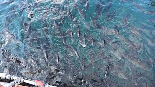 魚たち (うみたま体験パーク・つくみイルカ島) 2019年12月8日