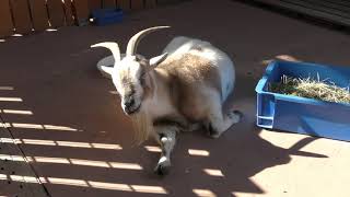 ピグミーゴート　Pygmy goat